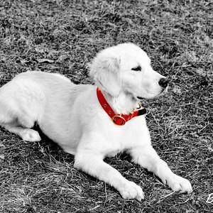 Meet your Posher, Molly